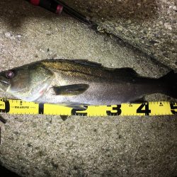 メバリング  外道も増えてきました