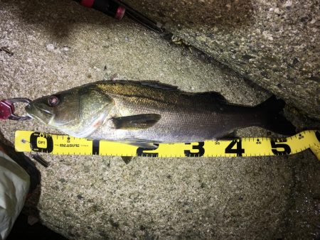 メバリング  外道も増えてきました