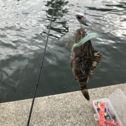 またタケノコメバル