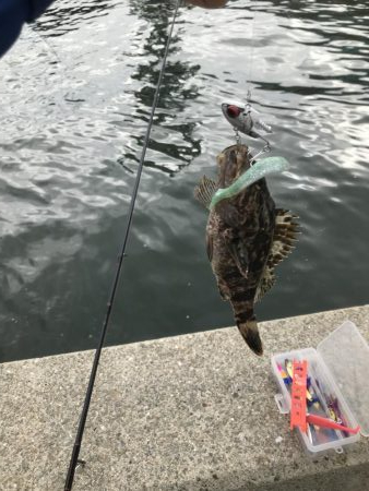 またタケノコメバル