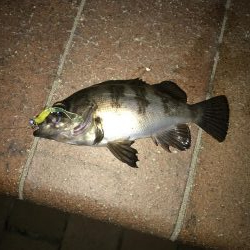 メバル・タケノコ掘り