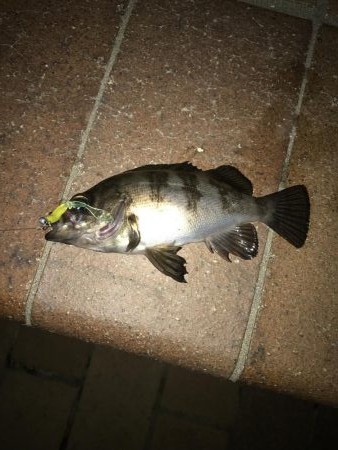 メバル・タケノコ掘り