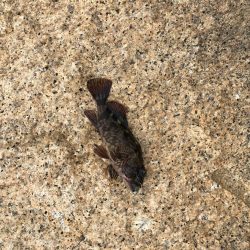 ワームで穴釣り