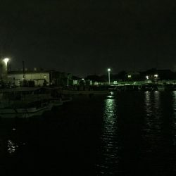 癒しのチビメバル