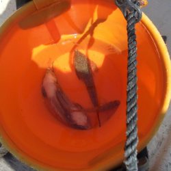 息子とボートキス釣り