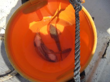 息子とボートキス釣り