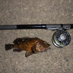 夜釣り前打ち・カサゴばっかり