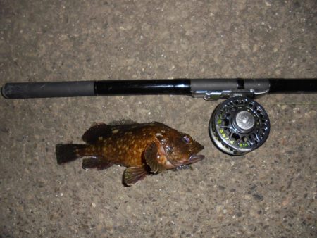 夜釣り前打ち・カサゴばっかり