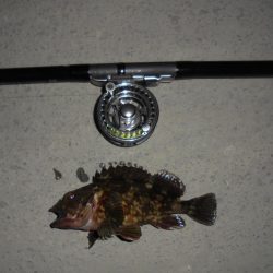 前打ち・初クロダイ