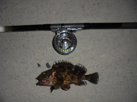 前打ち・初クロダイ