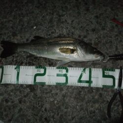 やっと今シーズン初シーバス\(^o^)/