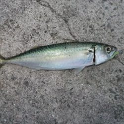 久々のアジング