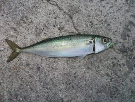 久々のアジング