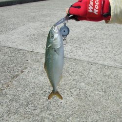 メタルジグでツバスゲーム