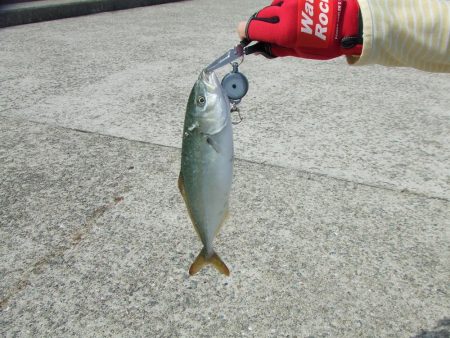 メタルジグでツバスゲーム