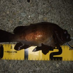 メバリングからのアジング