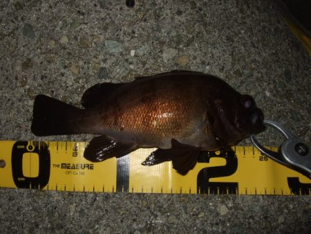 メバリングからのアジング