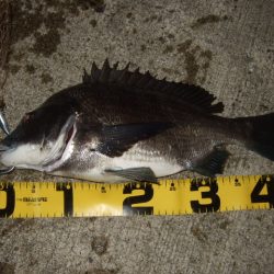 アジ・メバル狙いからチヌ・シーバス狙いへ