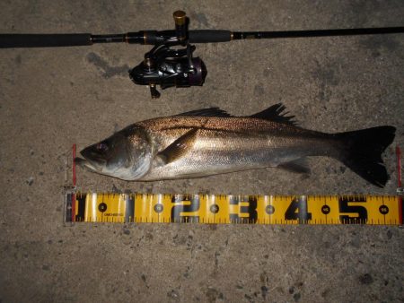 日没後にパタパタとヒット