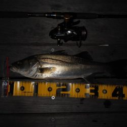 暗くなるまでが勝負