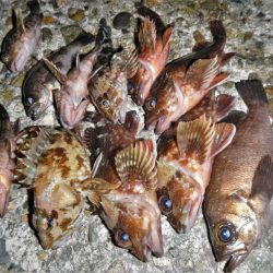 チビチビやりました