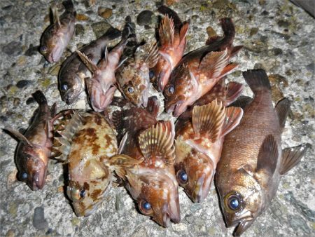 チビチビやりました