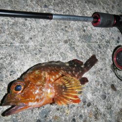 ショートでチビ