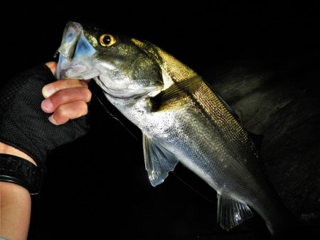 良く引きました