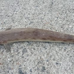 呑ませエソのみ