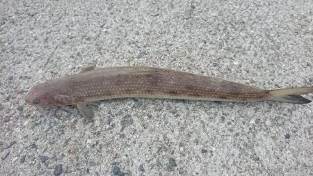 呑ませエソのみ