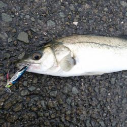 令和初フィッシュ!!