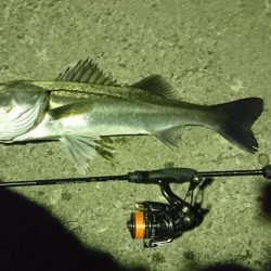 舞洲ライトゲーム