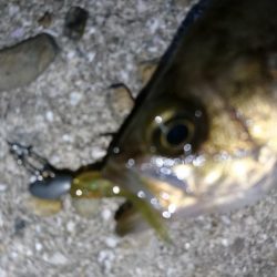 今夜もメバリング