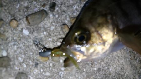 今夜もメバリング