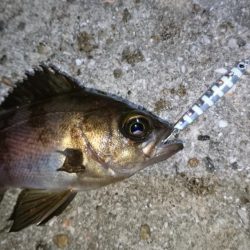 癒しのメバリング