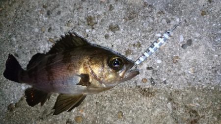 癒しのメバリング