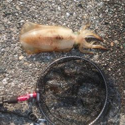 キロアップならず