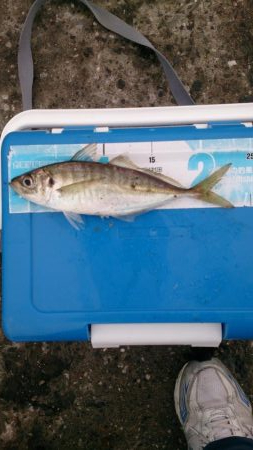 久しぶりのアジ