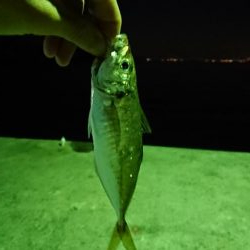 アジングかな？シーバス来ない…