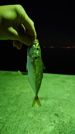 アジングかな？シーバス来ない…