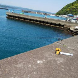 ヤエン釣りでアオリイカ