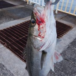 やっと今年初のシーバス