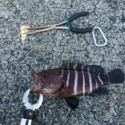 ショアジギング