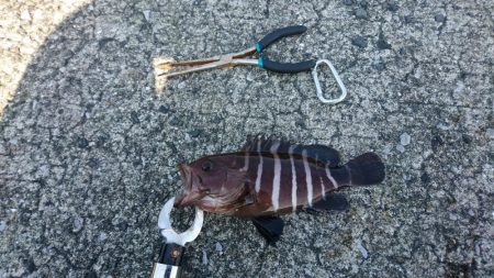 ショアジギング