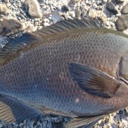 平日の野島堤防でカサゴ探訪