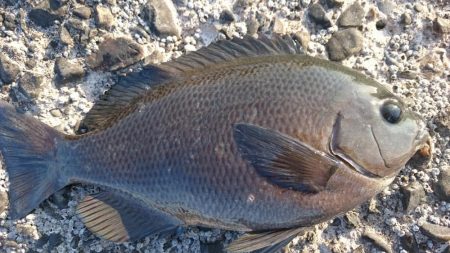 平日の野島堤防でカサゴ探訪