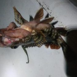 メバル×1 ガシラ×12