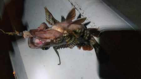 メバル×1 ガシラ×12