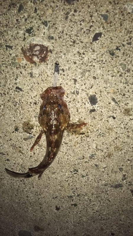 メバリングにまさかの・・・