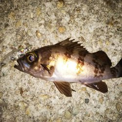 終盤メバリング